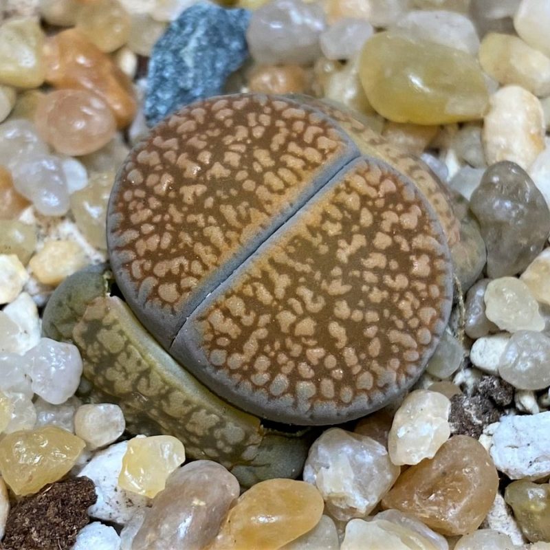 SH26141 Lithops aucampiae