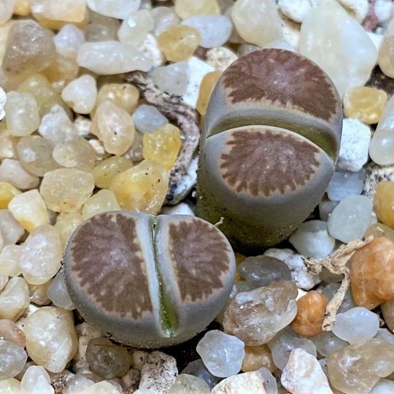 SH26142 Lithops julii ‘Kikushogiyoku’ hybrid