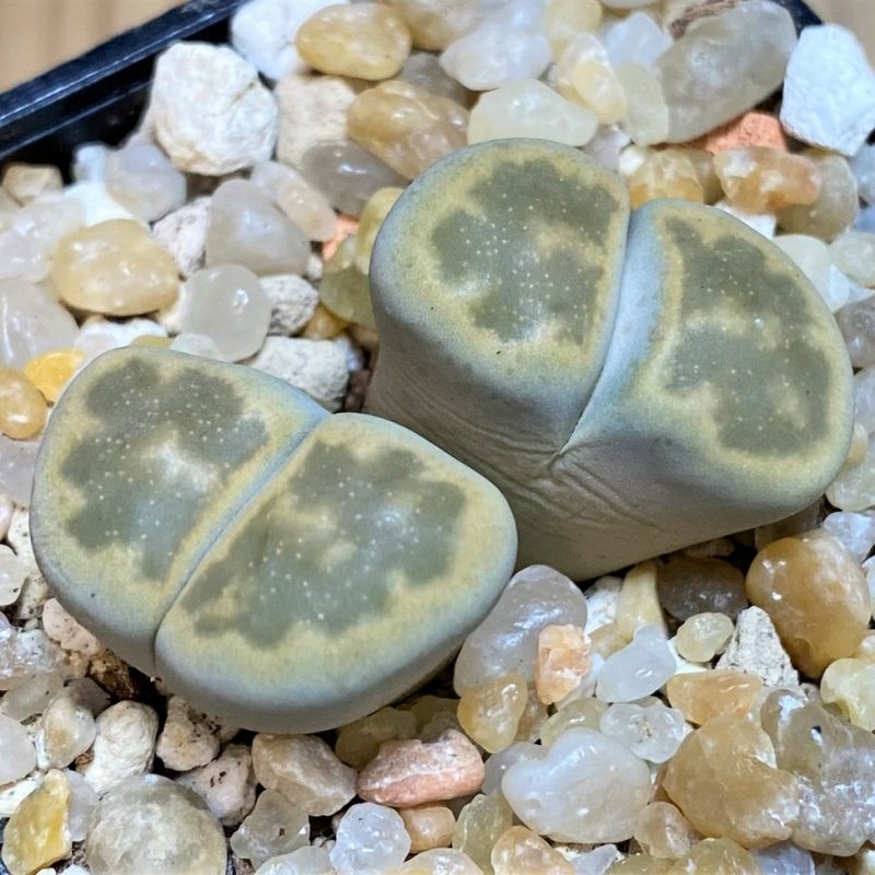 SH26143 Lithops bella