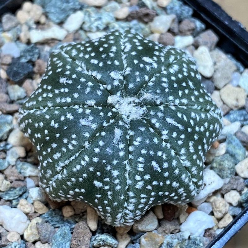 SH26144 Astrophytum asterias 'Star Shape'