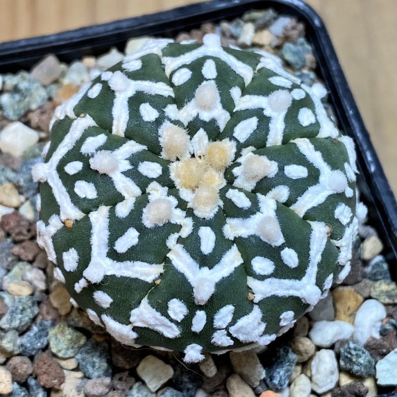 SH26145 Astrophytum asterias 'Super Kabuto V-Type'