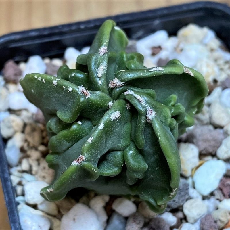 SH26146 Astrophytum myriostigma 'Fukuryu'