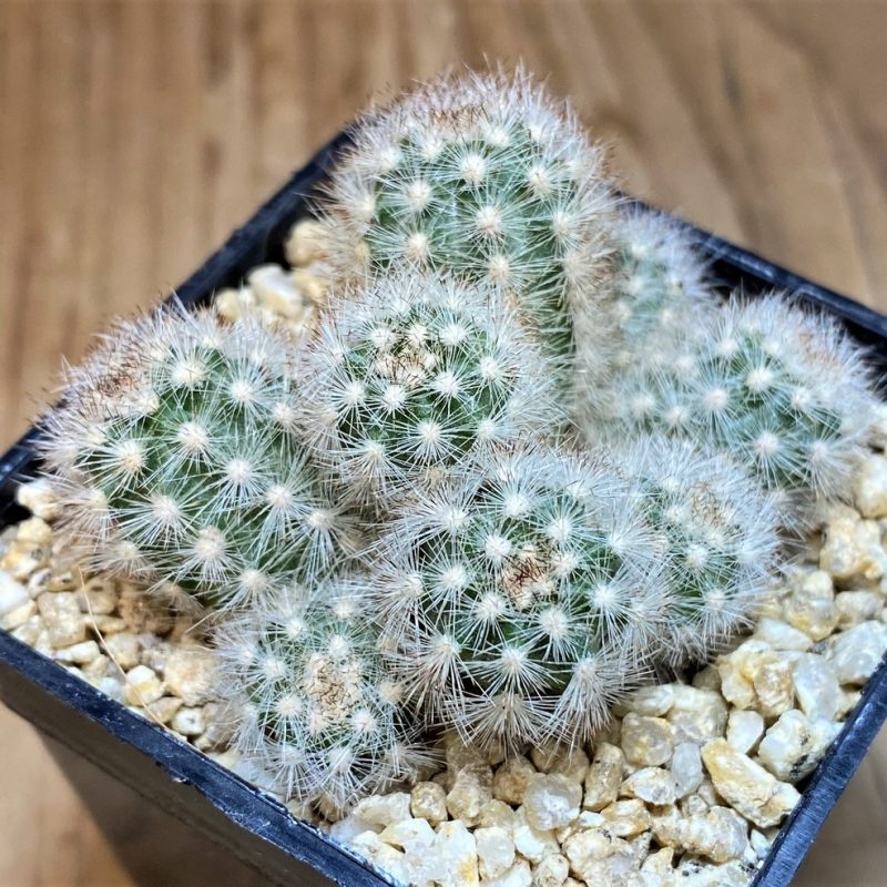 SH26148 Pygmaeocereus rowleyanus