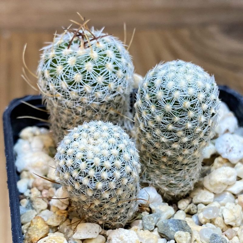 SH26149 Stenocactus phyllacanthus v. violaciflorus SB 438, 3 plants, seedling