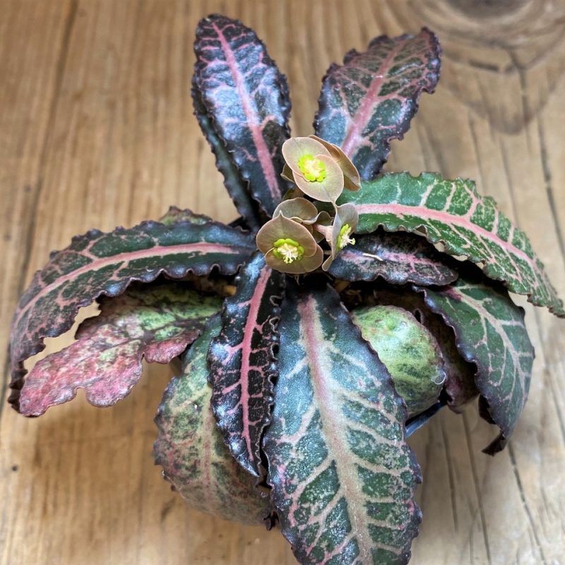 SH26155 Euphorbia francoisii hybrid