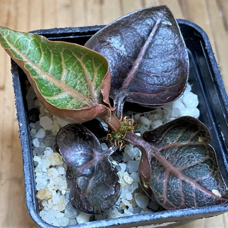 SH26156 Euphorbia francoisii hybrid