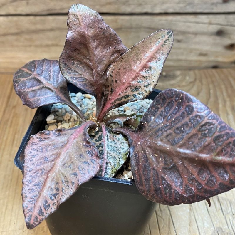 SH26157 Euphorbia francoisii hybrid