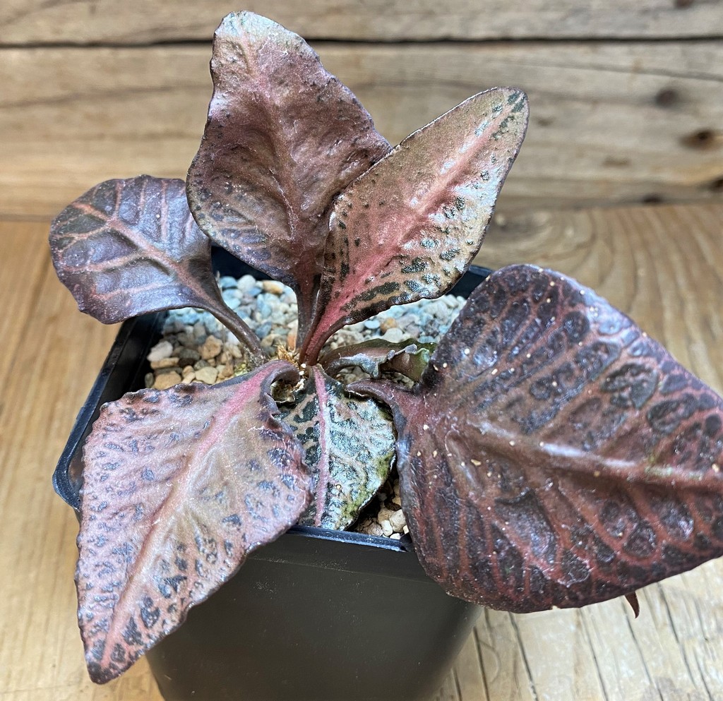 SH26157 Euphorbia francoisii hybrid