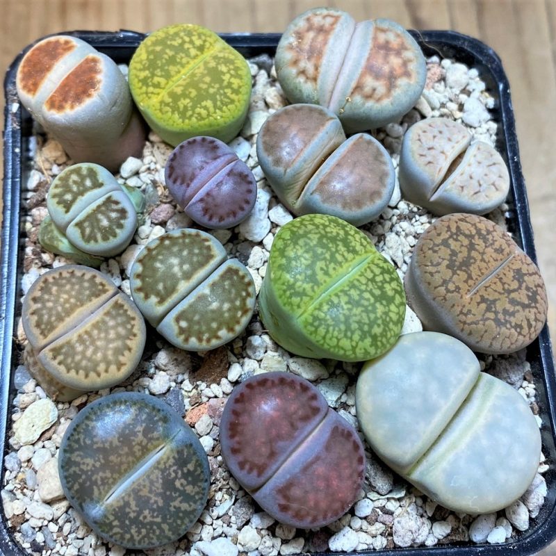 SH26127 Lithops mix