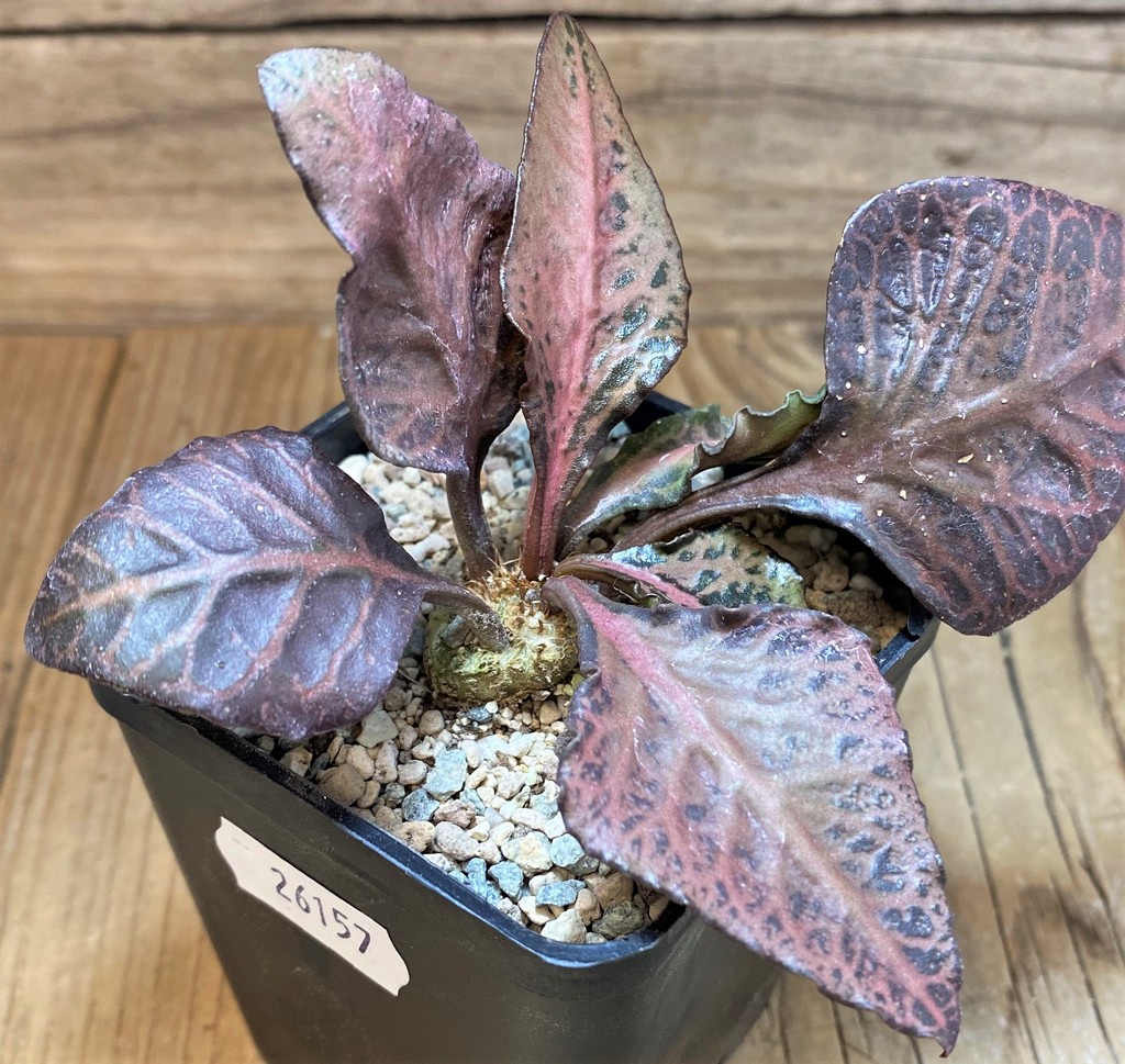 SH26157 Euphorbia francoisii hybrid - Image 2