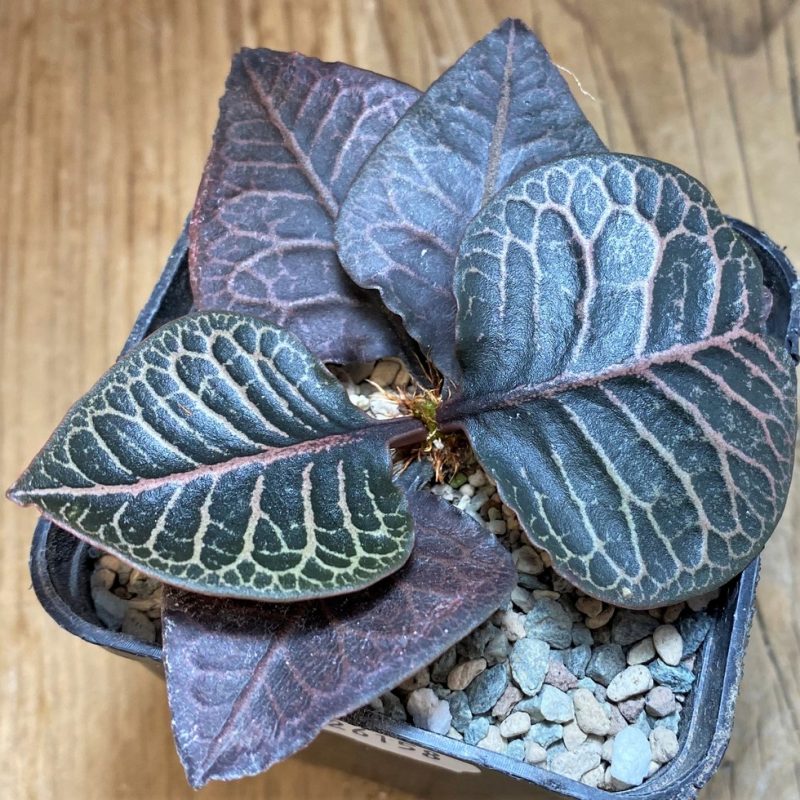 SH26158 Euphorbia francoisii hybrid