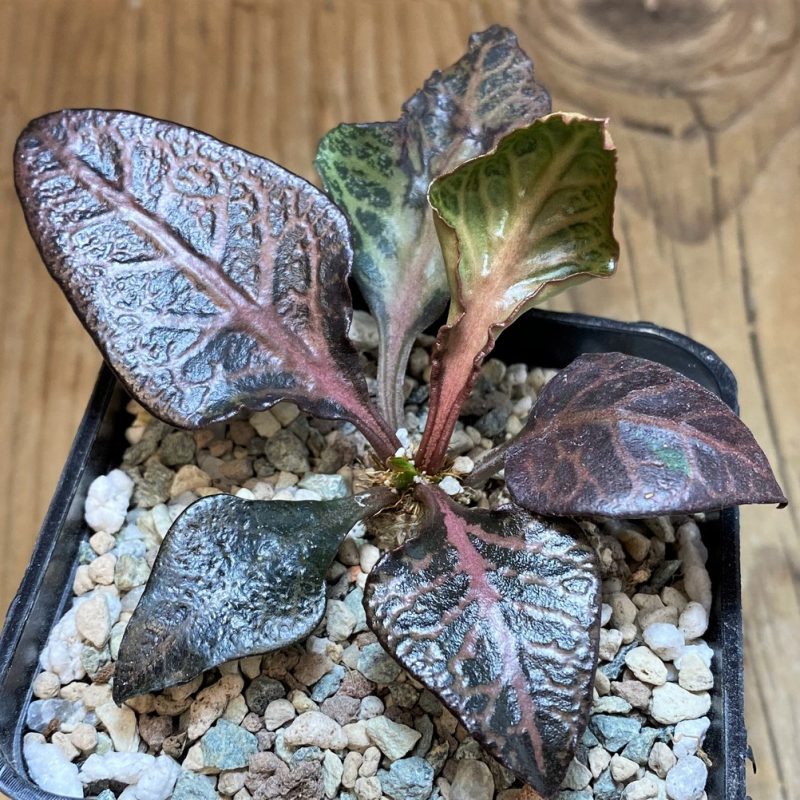 SH26159 Euphorbia francoisii hybrid