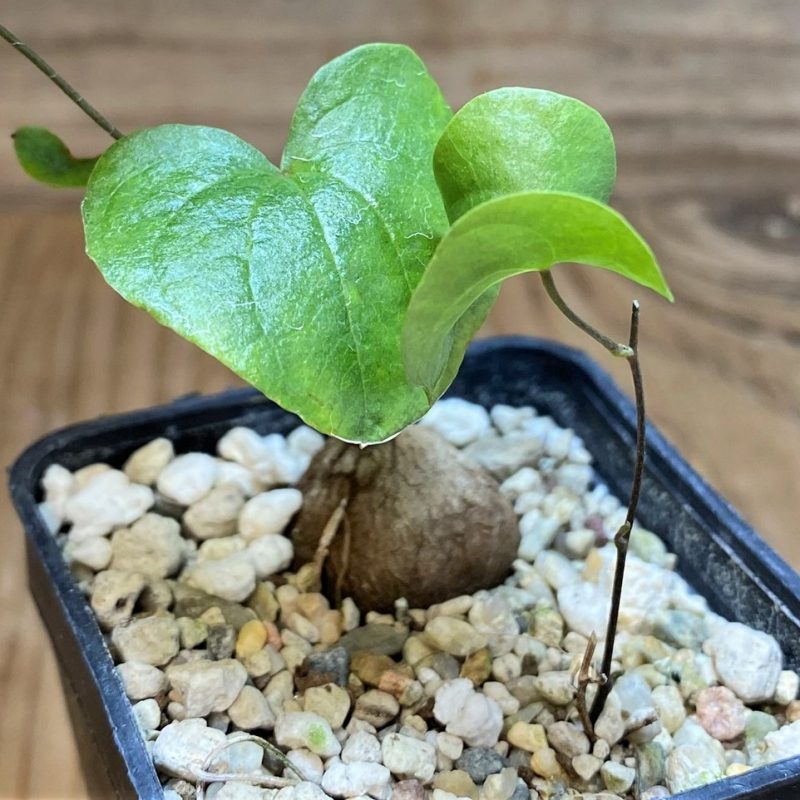 SH26161 Dioscorea elephantipes, 2 plants, seedling