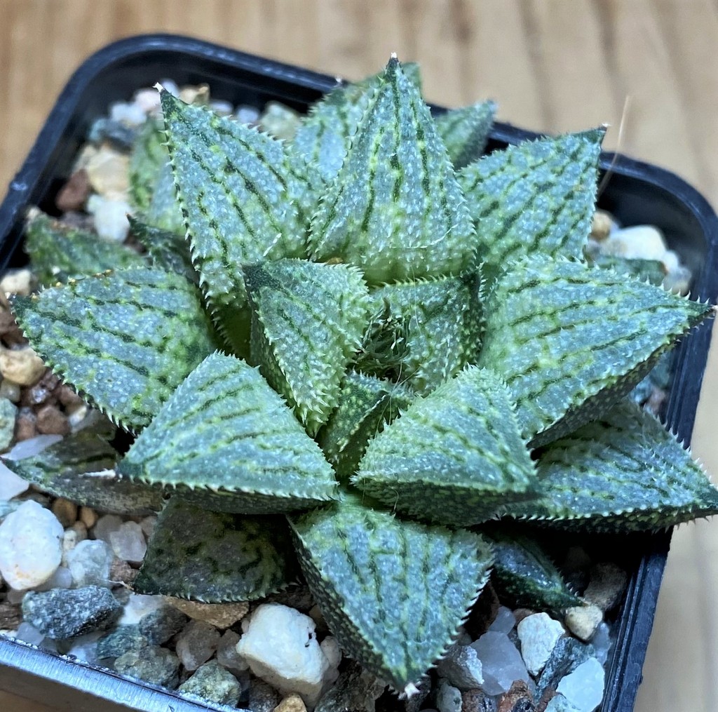 SH26456 Haworthia 'Snow Ball' hybrid