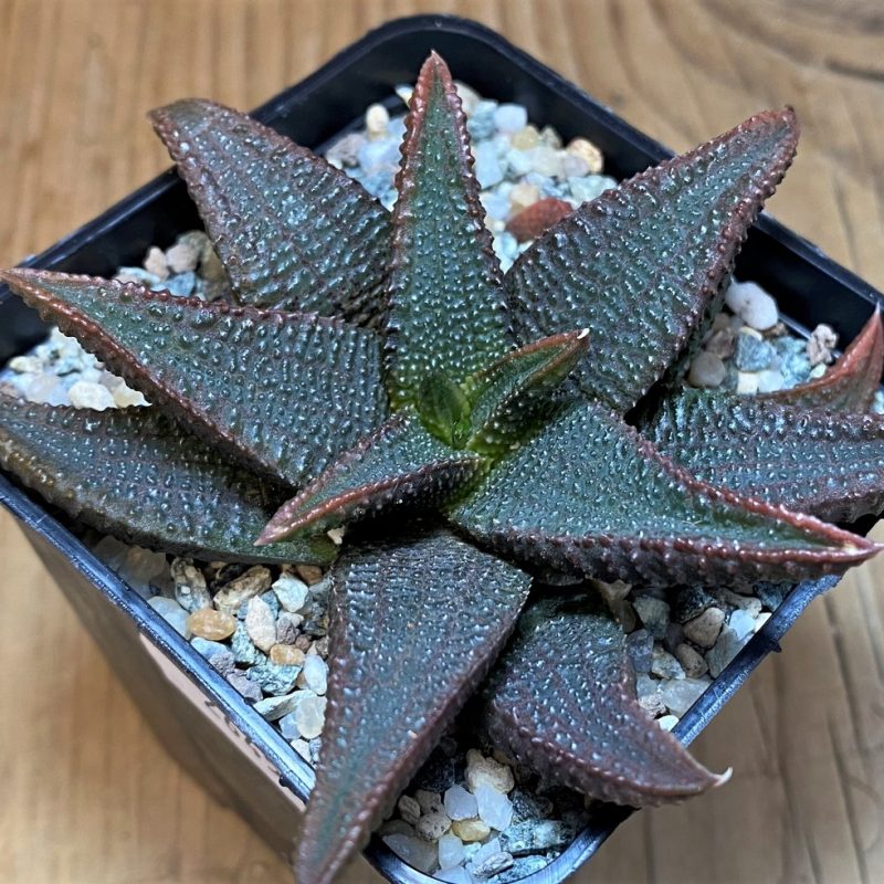 SH26457 Haworthia koelmaniorum