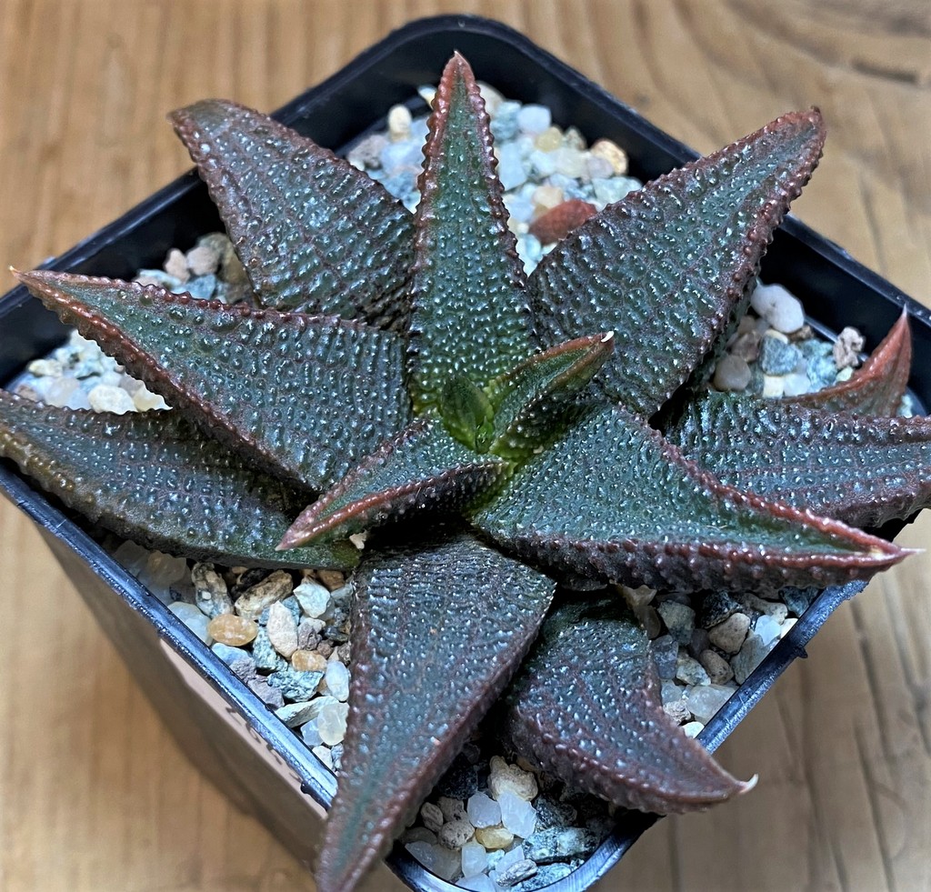 SH26457 Haworthia koelmaniorum