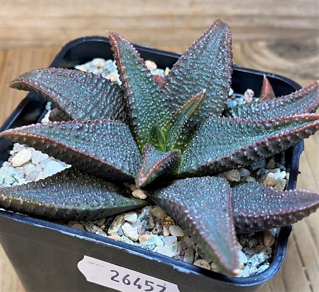 SH26457 Haworthia koelmaniorum - Image 2