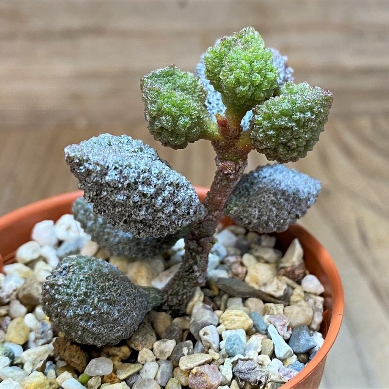 SH26459 Adromischus marianiae f. herrei