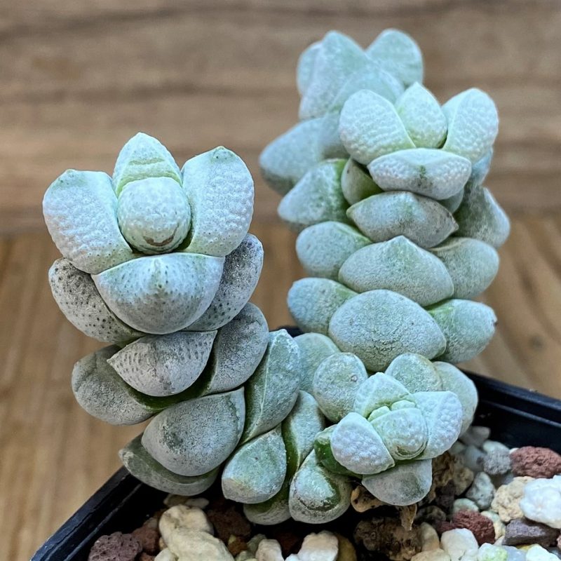 SH26460 Crassula deceptor