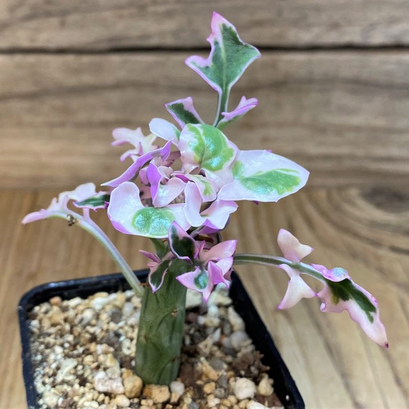 SH26462 Senecio articulatus f. variegata
