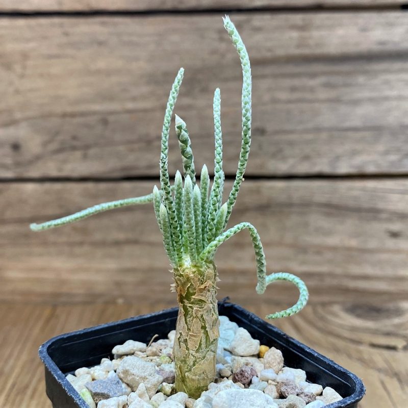 SH15863 Avonia quinaria, pink flower