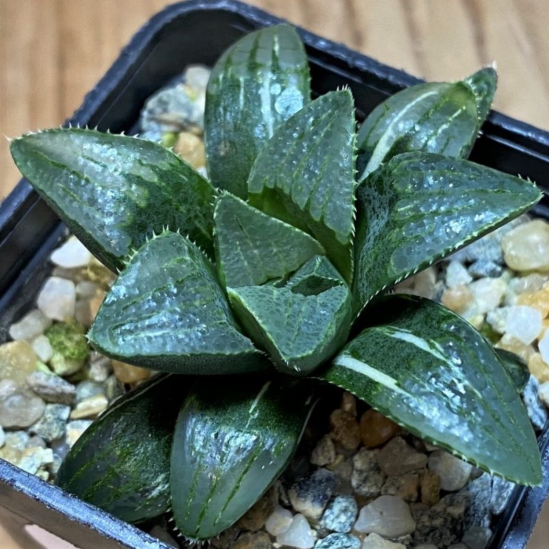 SH26427 Haworthia retusa f. variegata