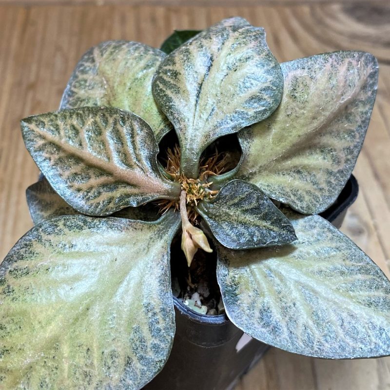 SH17786 Euphorbia francoisii hybrid