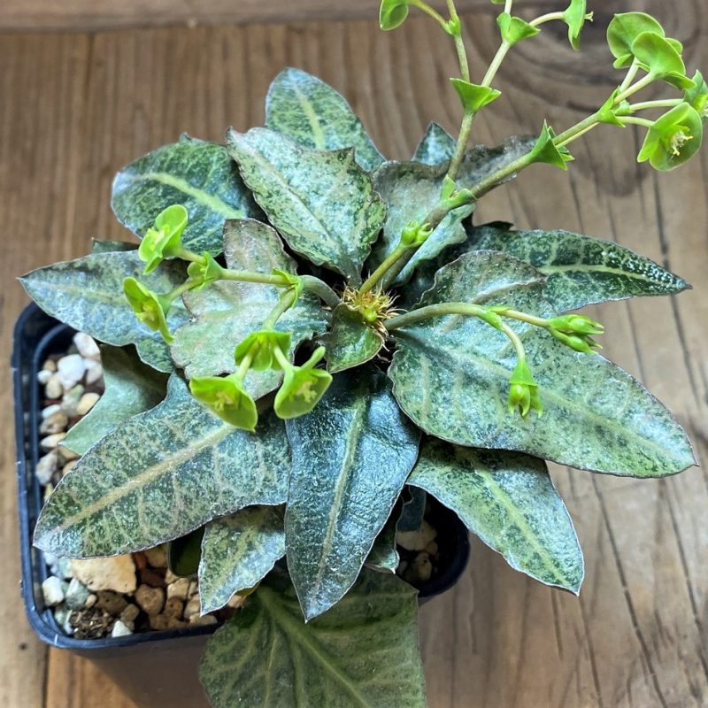 SH17766 Euphorbia francoisii hybrid
