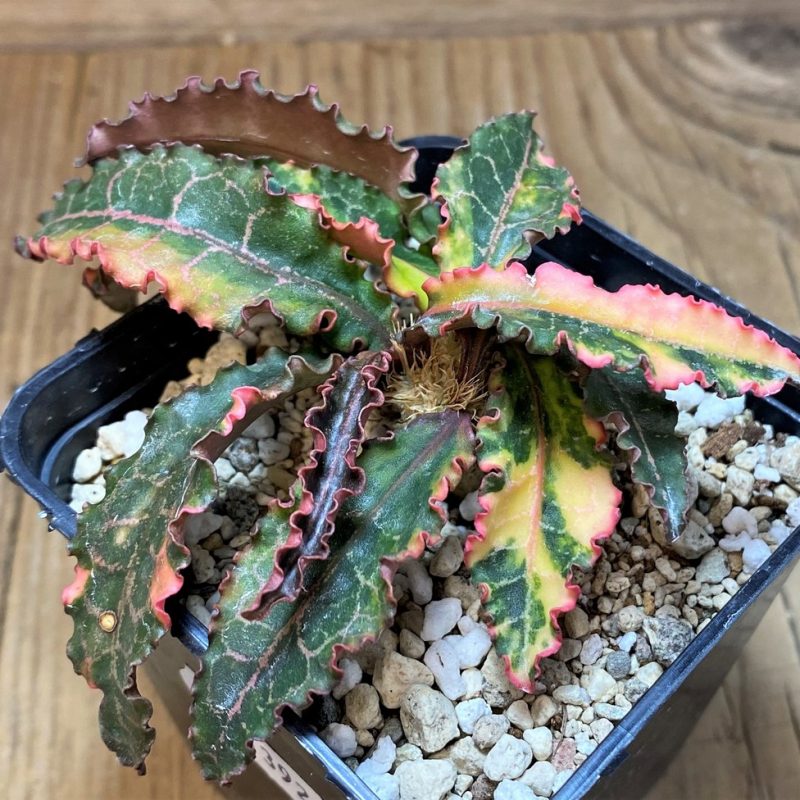SH21392 Euphorbia francoisii f. variegata