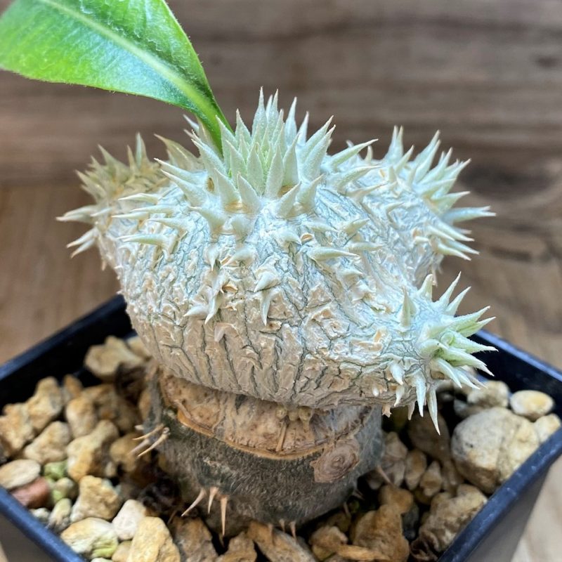 SH7181 Pachypodium brevicaule, grafted