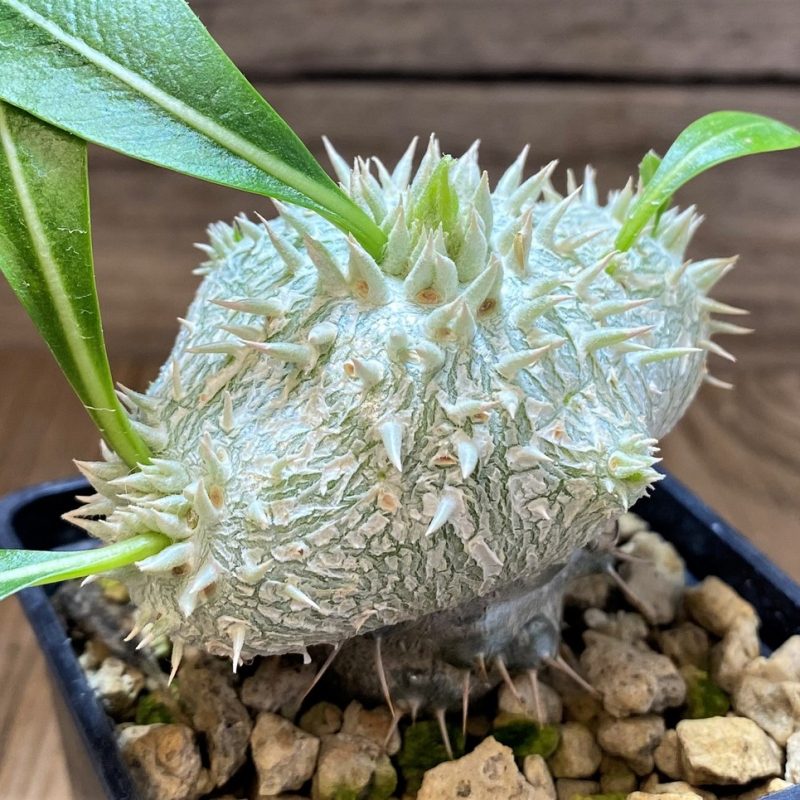 SH7537 Pachypodium brevicaule, grafted