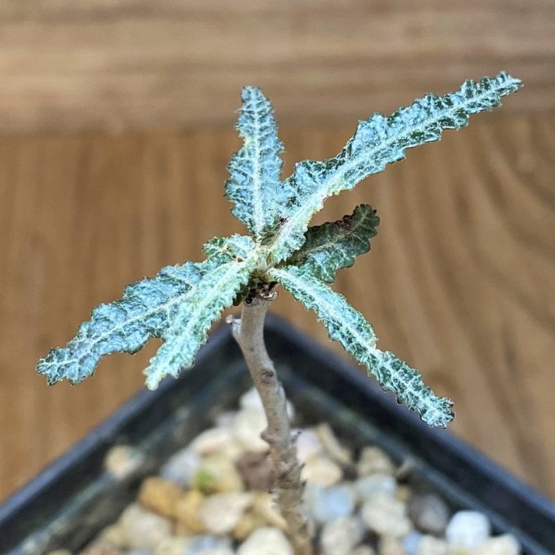 SH18180 Boswellia elongata