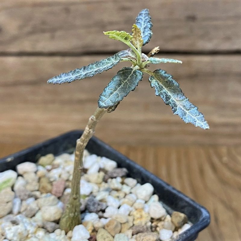 SH19921 Boswellia elongata