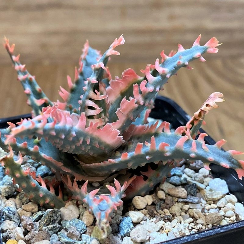 SH26464 Aloe TCT hybrid