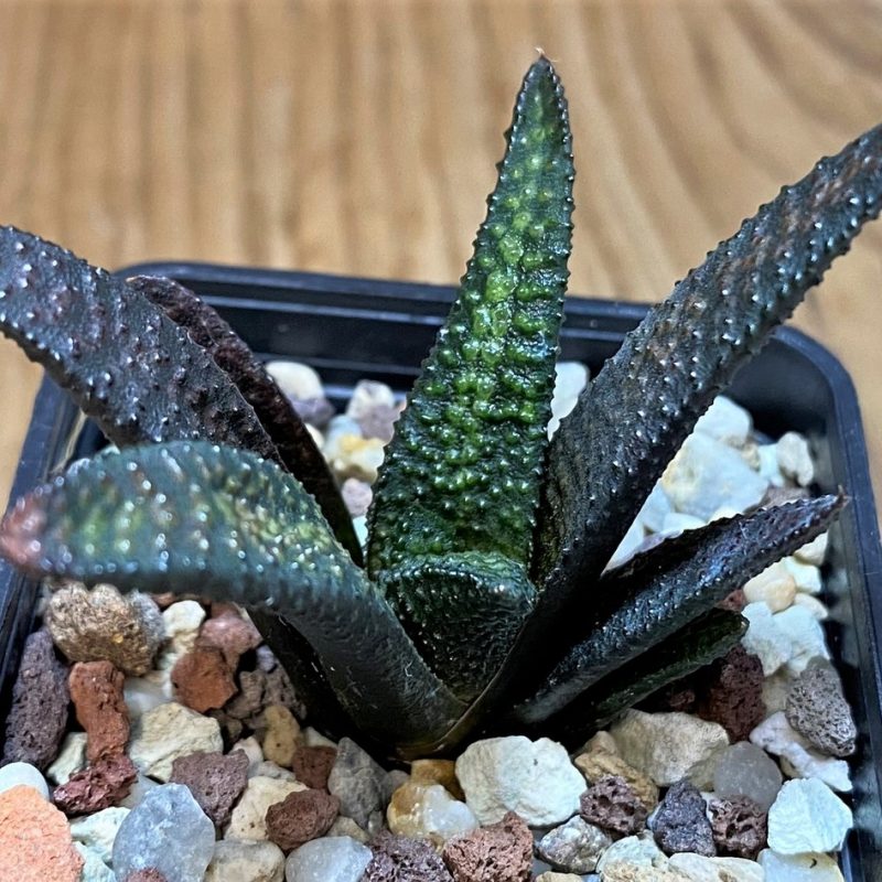 SH26428 Haworthia scabra x koelmaniorum