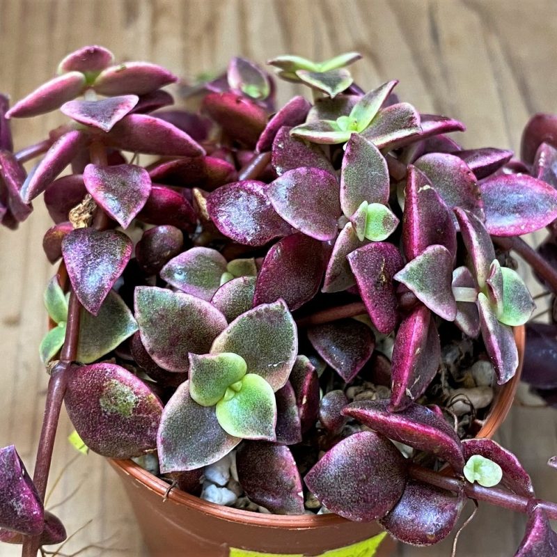 SH26465 Crassula marginalis