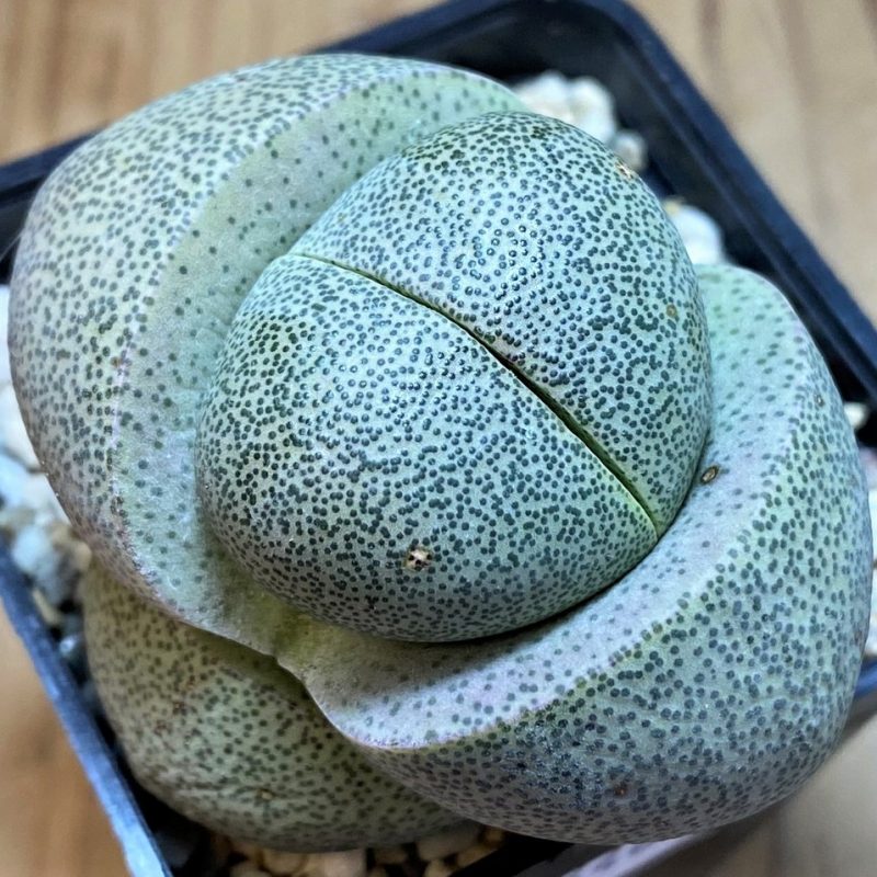 SH26466 Pleiospilos nelii
