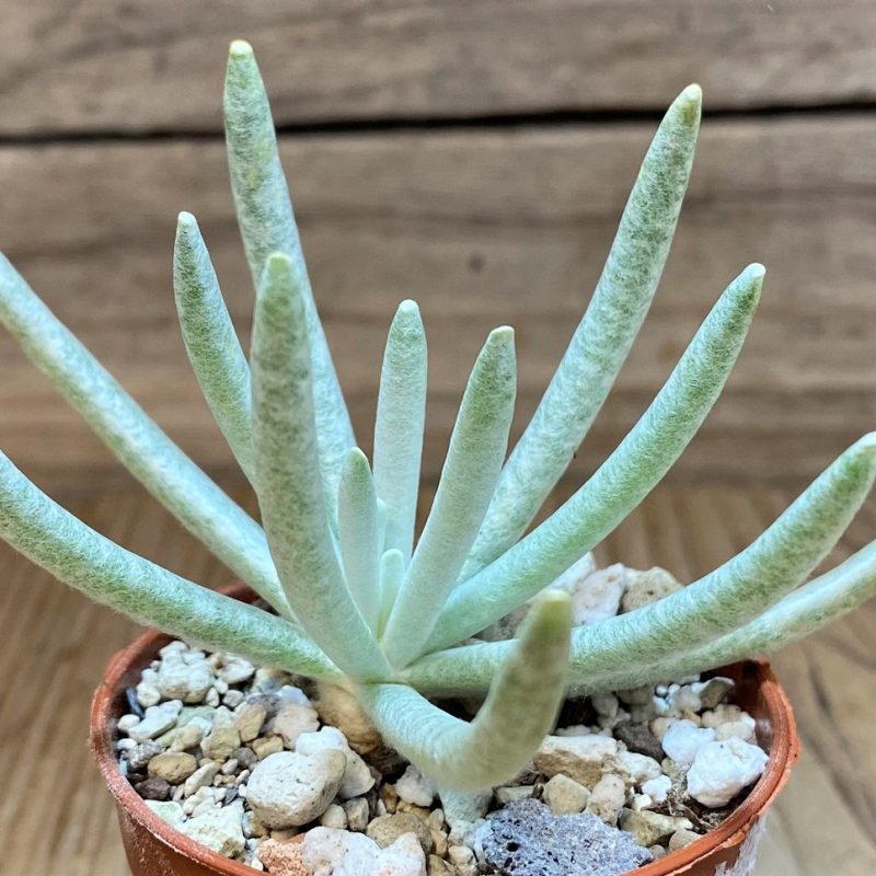 SH26467 Senecio scaposus