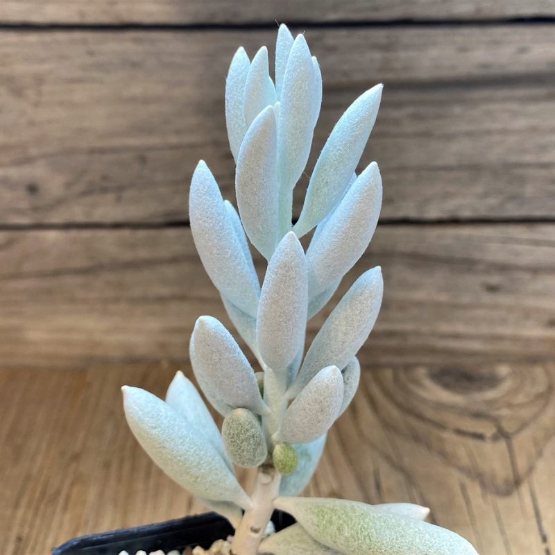 SH15084 Senecio haworthii