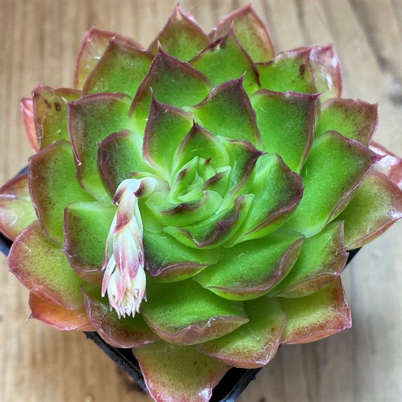 SH15371 Echeveria ‘Purple Butterfly’