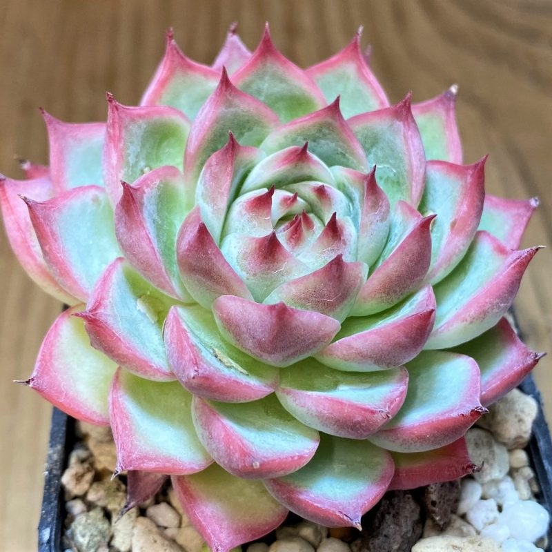 SH8522 Echeveria 'Crystal Rose'