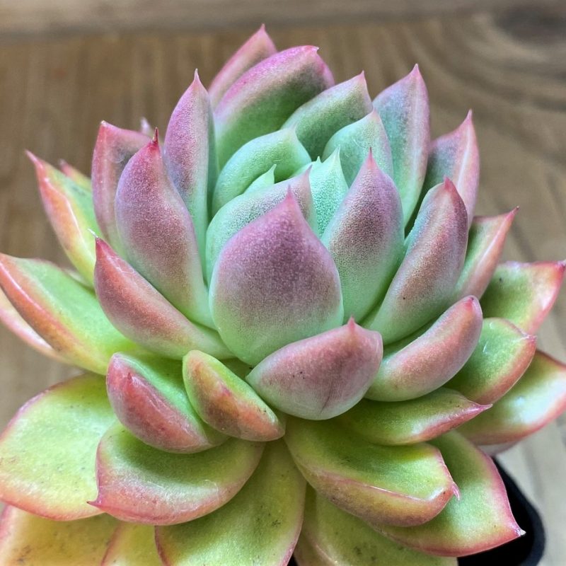 SH2931 Echeveria agavoides hybrid