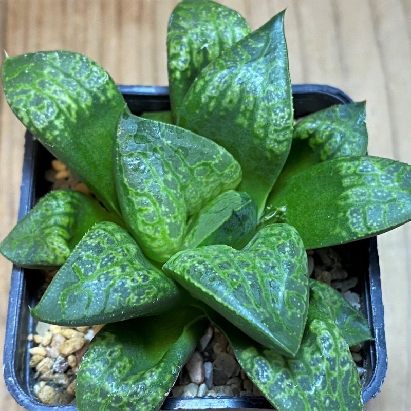 SH26423 Haworthia 'Kamen Butokai'