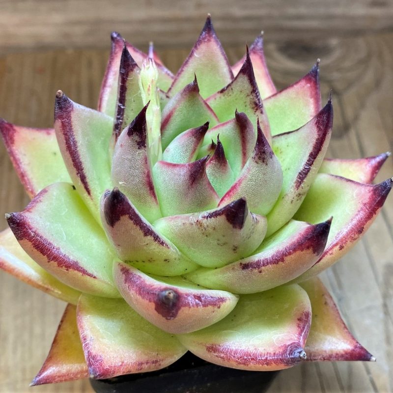 SH2923 Echeveria agavoides