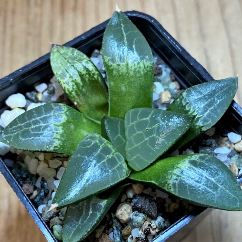 SH26429 Haworthia comptoniana -Japan-