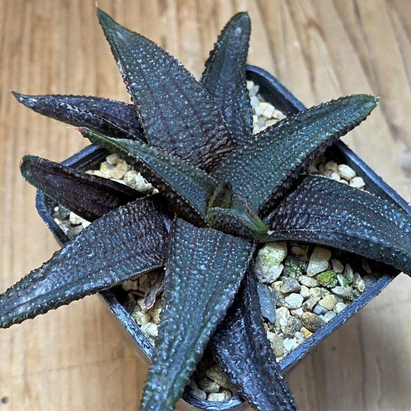 SH26432 Haworthia koelmaniorum