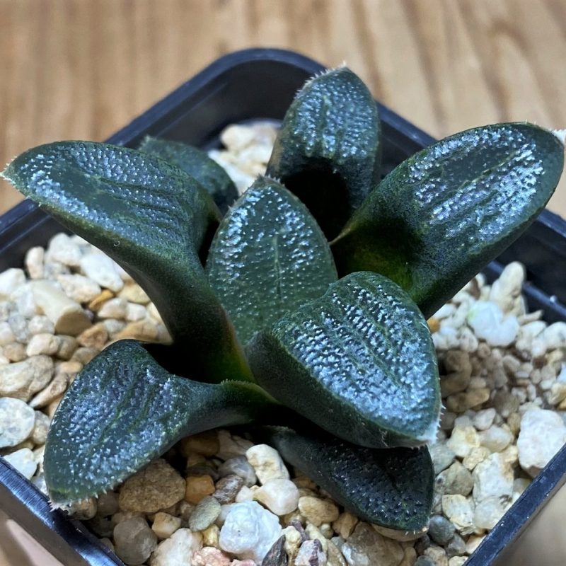 SH26433  Haworthia bayeri