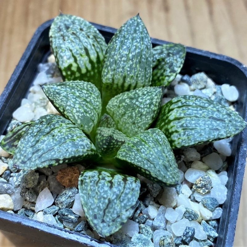 SH26434  Haworthia picta -Japan-