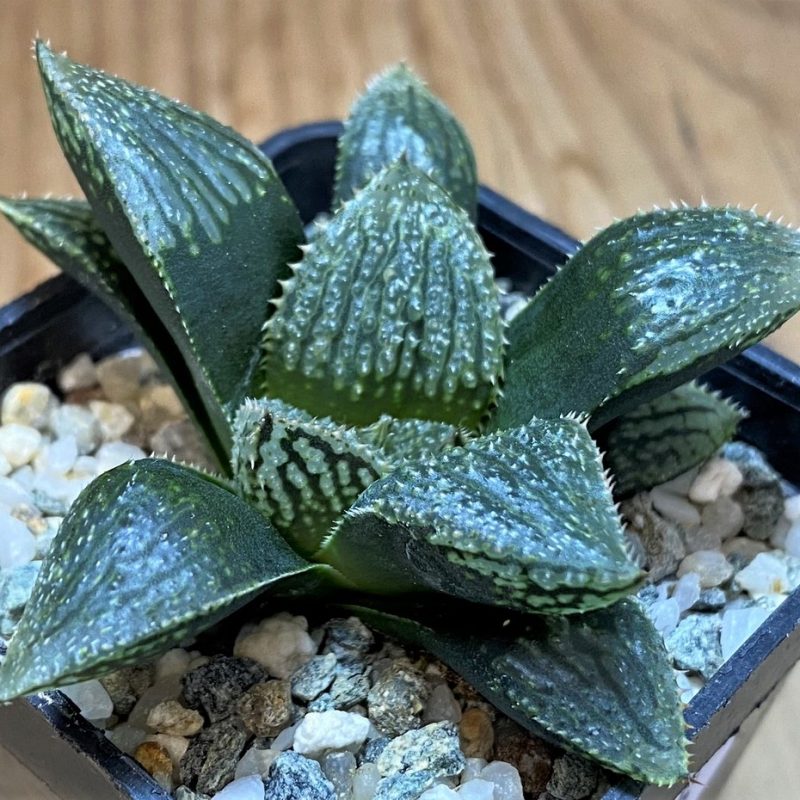 SH26435 Haworthia 'Korizato' hybrid