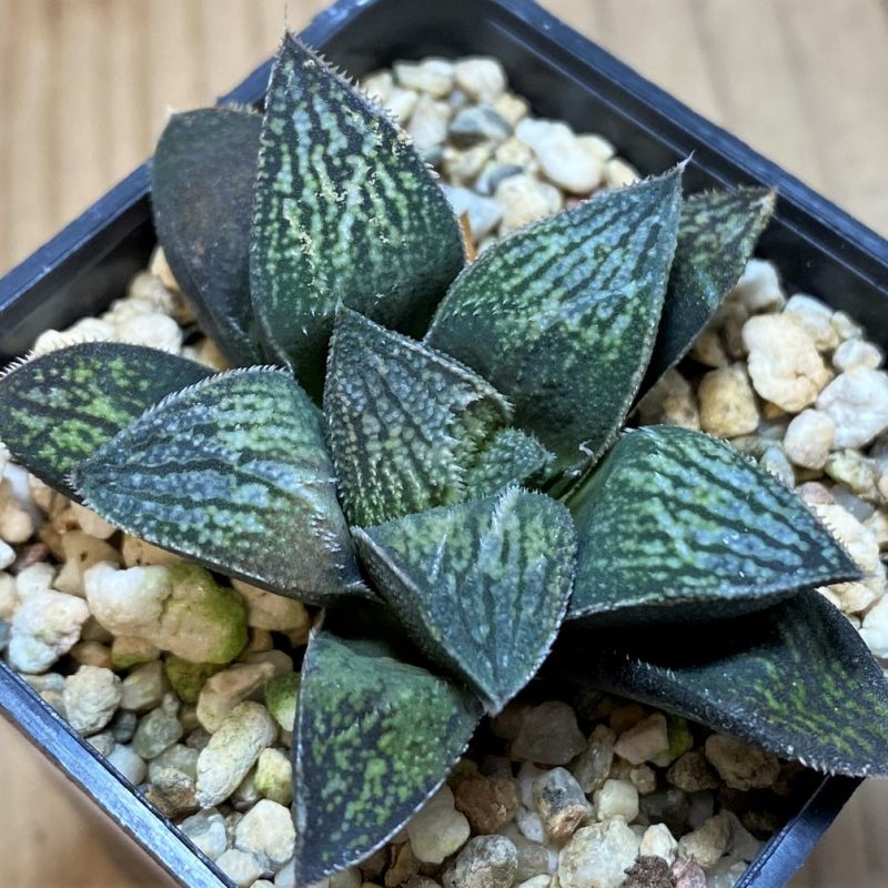 SH26436 Haworthia splendens hybrid